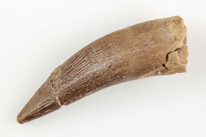 1.7" Fossil Plesiosaur (Zarafasaura) Tooth - Morocco
